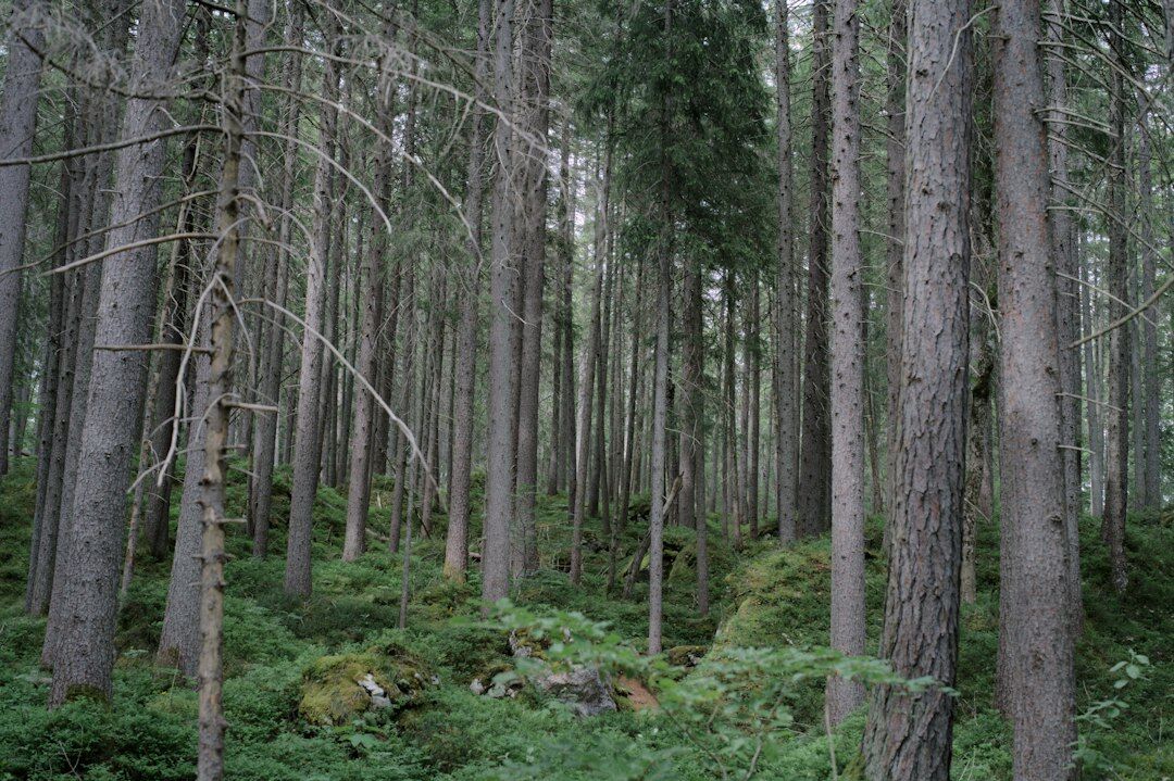 alpine forest restoration