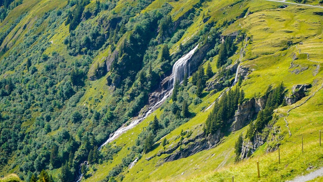 Green Swiss alpine hillside with a small stream and forest