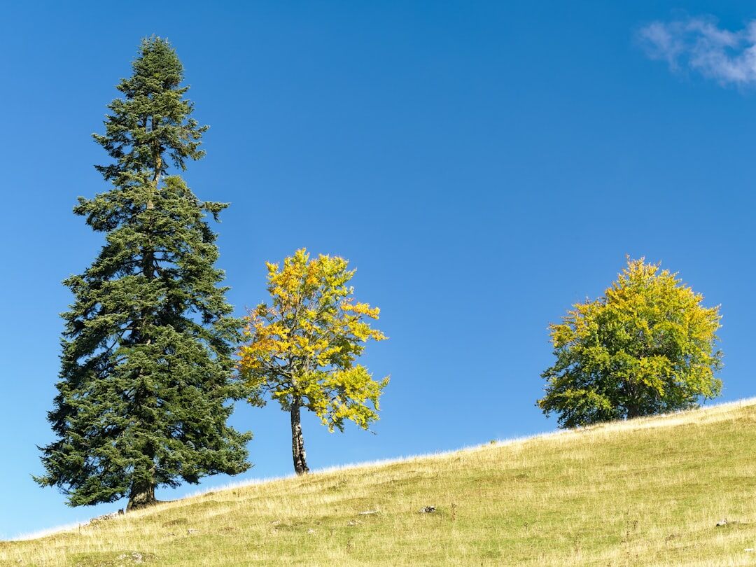 mountain forest reforestation